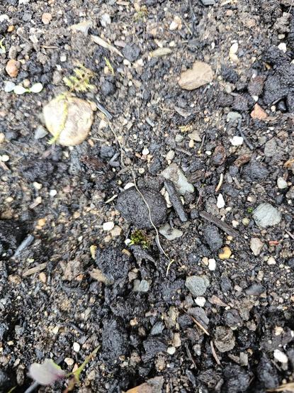 A very thin white hair like worm on a patch of stony ground.