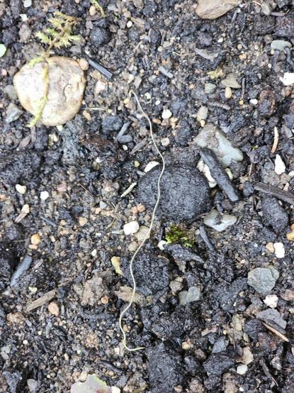 A closer look at this small thin worm.