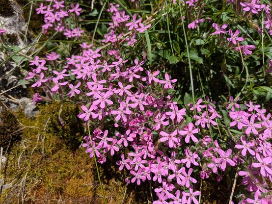 Rotes seifenkraut - eine rosa blühende kleine Pflanze als Polster