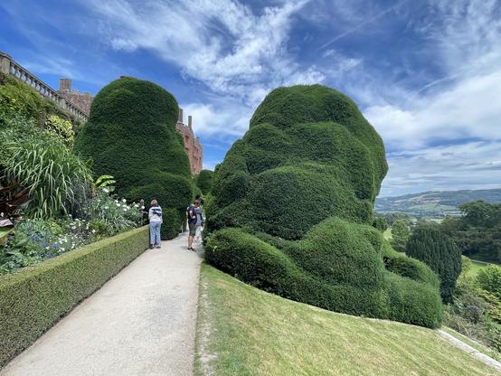 View of Powis castle from the gardens showing large sculpted bushes (I think yew)