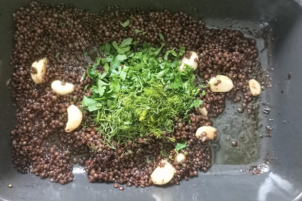 in der Auflaufform die Linsen, der Knoblauch und die Kräuter