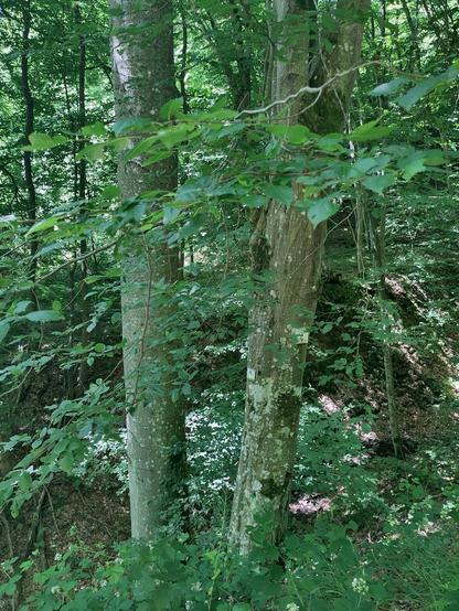 Zwei große Baumstämme nebeneinander.