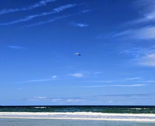 Big deep blue Florida sky over the vast green-blue ocean surf washing ashore onto a sandy beach as a white gull passes overhead.