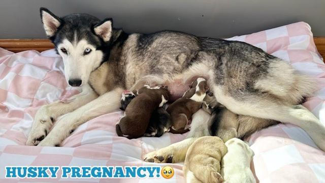 What Happens While A Dog Is In Labour!? Here’s Full 24 Hours Before Lola Gives Birth! It’s AMAZING🥹