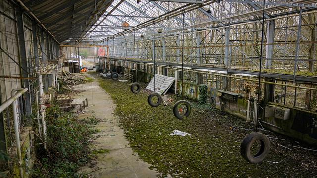 Foto mit einem Blick in ein altes Gewächshaus mit zahlreichen einzelnen, wie Schaukeln von der Decke hängenden Autoreifen zeigt die alte Stadtgärtnerei in Dransdorf, in der eine Intiative aus der Zivilgesellschaft bezahlbares Wohnen plant.