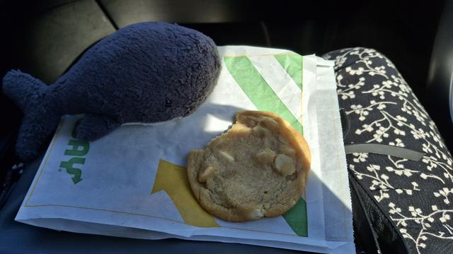 Reisewali auf dem Schoss vom Menschen mit einem angrknabberten White Chocolate Macadamia Cookie