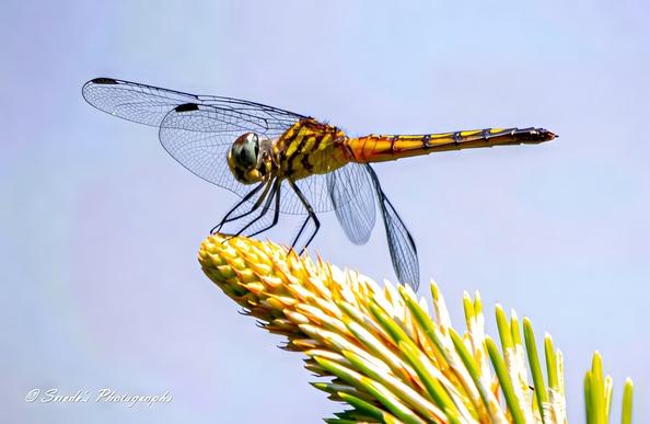 "Perched on the tip of a sunlit reed, a female Blue Dasher dragonfly (Pachydiplax longipennis) balances in studied stillness. Her slender abdomen, unlike the icy blue of her male counterpart, glows with golden-yellow tones striped in black, like a miniature wasp painted in watercolor. Each segment tapers with fine precision, the yellow fading to a darker hue near the tip—delicate but purposeful.

Her thorax is a mottled mix of warm olive and chestnut, brushed with dusty greens, while two pairs of transparent wings stretch outward like panes of stained glass, veined and gossamer-light. They catch the morning sun in flecks of silver. Her large compound eyes, a shifting mosaic of earthy tones, take in the world in silent, panoramic clarity.

Behind her, the background melts into soft pools of green and brown—grasses, pond shadow, sky reflections—muted but vibrant. This quiet predator holds her place with perfect poise: not hovering, not darting, but simply being, in the golden hush of summer." - Copilot