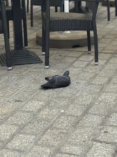 Leżący ciemnoszary gołąb na chodniku koło krzeseł restauracyjnych