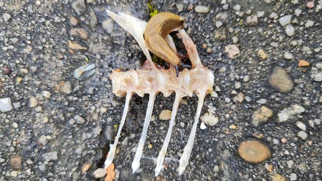 Stück Rückgrat mit Gräten eines gegessenen fischs liegt auf der strasse, rote wegschnecke frisst an den Resten.