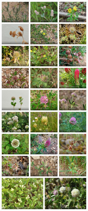 Galeria fotogràfica amb les 26 espècies de trèvols observades al massís de les Guilleries, que són: Trifolium angustifolium, Trifolium arvense, Trifolium aureum, Trifolium bocconei, Trifolium campestre, Trifolium cherleri, Trifolium diffusum, Trifolium dubium, Trifolium fragiferum, Trifolium glomeratum, Trifolium hirtum, Trifolium incarnatum incarnatum, Trifolium lappaceum, Trifolium medium medium, Trifolium montanum, Trifolium nigrescens nigrescens, Trifolium ochroleucon, Trifolium pratense pratense, Trifolium repens, Trifolium rubens, Trifolium scabrum, Trifolium stellatum, Trifolium striatum brevidens, Trifolium strictum strictum, Trifolium subterraneum subterraneum i Trifolium tomentosum