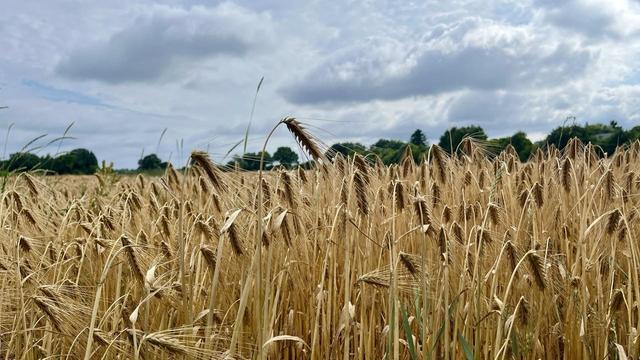Korntriebe auf einem Feld, im Hintergrund der mit Bäumen gesäumte Horizont, am Himmel einige Wolken.