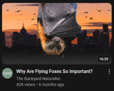 Screenshot of youtube thumbnail of an Australian flying fox looking at the viewer with one wing wrapped around in front of it. The title of the video is "Why are Flying Foxes so Important?"