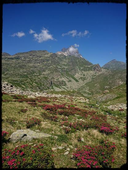A mountain landscape with red flowers and blue sky