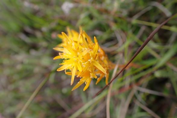 Bog Asphodel: a deep, glossy yellow flower head made of a stack of closely packed, thin-petalled flowers.