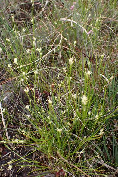 White Beak-sedge: grass-like in appearance, with small white spiky flowers