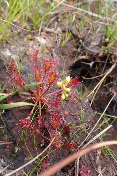 The sticky, glistening hairs on the leaves of sundews and their deep red colour make them stound out against the bare peaty soil. The oval shape of these leaves distinguishes it as Oval-leaved Sundew. A single stalk rising up from the centre is not much taller than the leaves, and bears pale yellow buds.