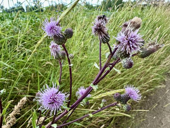 A close-up of a flowering plant with purple, spiky blooms and green buds, surrounded by tall grass in a natural setting.