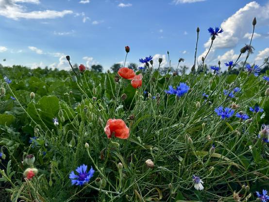 A field of vibrant wildflowers, including red poppies and blue cornflowers, under a blue sky with scattered clouds. Green leaves and plants fill the background, adding to the natural scenery.