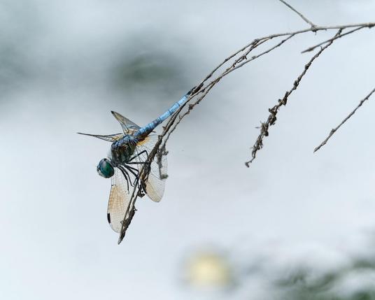 Dragonfly.