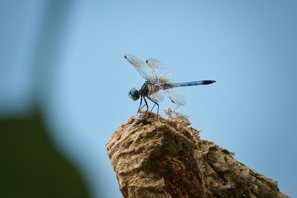 Dragonfly.