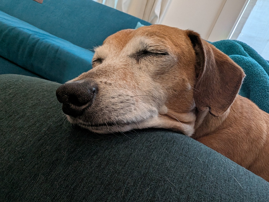 closeup of a dachshund-mix's head and neck resting on a green-clad lap. He's asleep
