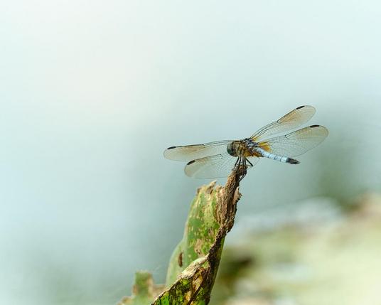 Dragonfly.