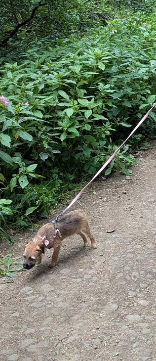 A small border terrier puppy attached to a pink lead. She's sniffing a dirt path, there are green shrubs alongside the path.