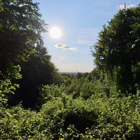 Das Bild zeigt einen Blick vom Rastpunkt "Rather Blick" durch den Aaper Wald hindurch auf Düsseldorf. Die Sonne scheint hell von oben rechts, teilweise verdeckt von den Blättern der Bäume. Im Vordergrund steht dichtes, grünes Unterholz. Der Himmel ist größtenteils klar und blau. Das Gesamtbild wirkt ruhig und friedlich.
