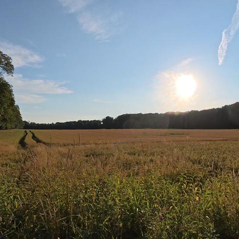Das Bild zeigt eine weitläufige Landschaft mit einem goldgelben Getreidefeld, das sich bis zu einem dunklen Waldrand erstreckt. Im Vordergrund steht hochgewachsenes, grünes Unkraut.  Die Sonne scheint hell am Himmel, teilweise durch eine leichte Schleierbewölkung. Am linken Bildrand sind ein paar Bäume zu sehen. Zwei Fahrspuren sind im Getreidefeld zu erkennen.  Der Gesamteindruck ist einer von Ruhe und Weite einer ländlichen Idylle.