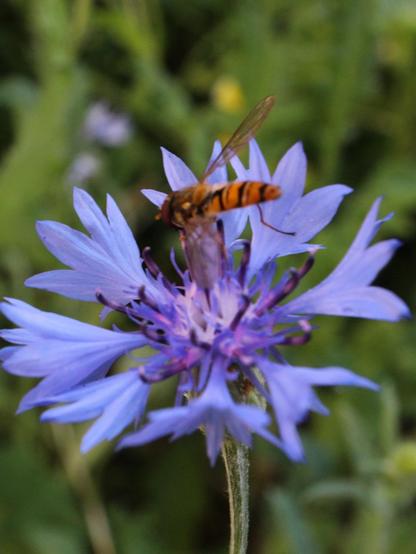 Eine Kornblume mit Besuch von einer Schwebfliege.