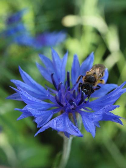 Eine andere Kornblume in kräftigerem Blau, von einer Biene besucht.