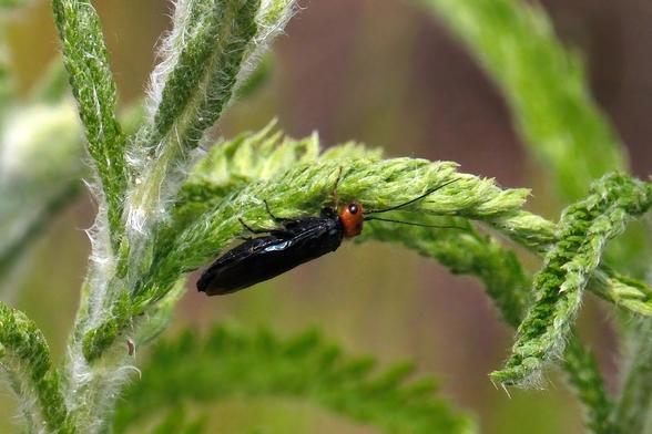 Eine schlanke, schwarze Fliege mit rotem Kopf hält sich an der Unterseite eines Blattes fest. Das Blatt ist noch zusammengerollt und mit feinen silberigen Haaren umwickelt.