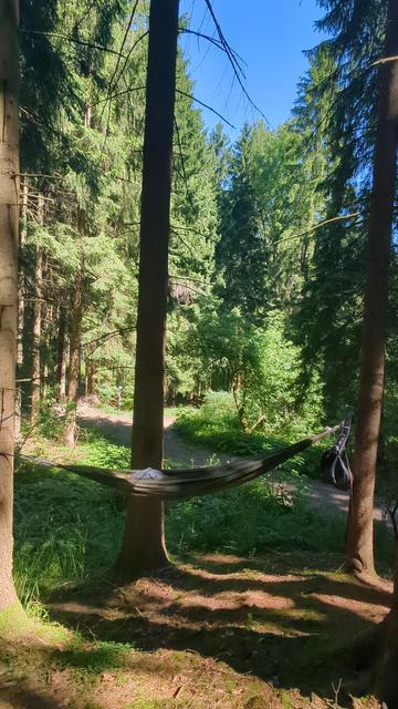 Hammock in the forest.