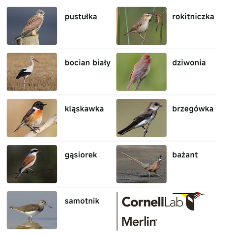 Aplikacja Merlin z kolekcją zaobserwowanych ostatnio ptaków: pustułka, bocian biały, kląskawka, gąsiorek, samotnik, rokitniczka, dziwonia, brzegówka, bażant