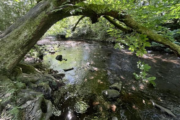 The Water of Leith, a shallow stream with rocks protruding, both banks lines with trees forming an almost continuous canopy over the water with a few spots of dappled sunlight. In the foreground a tree trunk leans over the water at almost 45°, with branches curving over the river.
