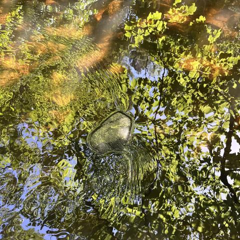 Square colour photo, an almost abstract composition of reflected leaves and blue sky. In the middle a stone protrudes above the water, causing ripples on either side. At the top, the reflection is obscured by patches of sunlight on the orange-brown bed of the shallow river.