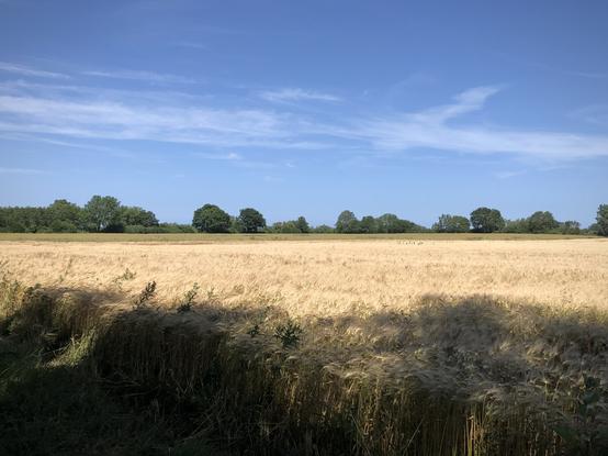 Während im Vordergrund Schatten dunkle Flecken auf Getreide und Randstreifen bildet, leuchtet das Feld dahinter goldgelb in der Sonne. Begrenzt ist es in der Ferne mit grünem Knick. Himmel darüber strahlend blau, mit schmalem Wolkenstreifen.