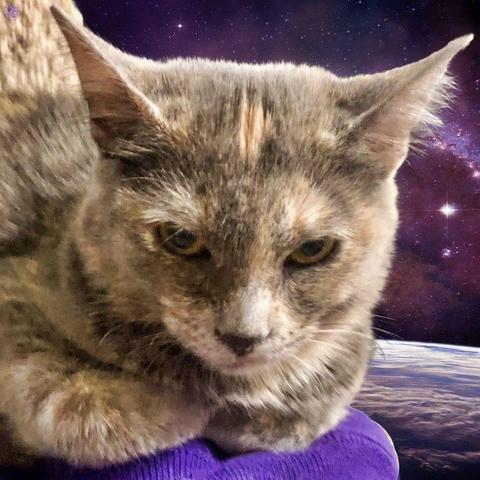 The upper half of a dilute tortoiseshell cat stares at the camera from her curled position on a purple cushion, resting on a planet surface with distant stars visible in the dark sky.