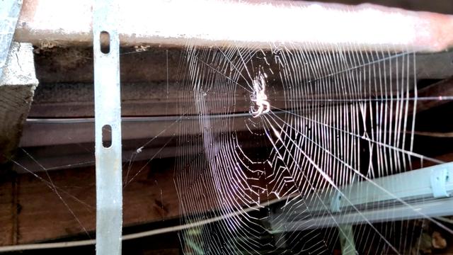 Foto eines Spinnennetzes das vertikal unter ein Dachfenster gespannt ist. Das Radnetz ist rechts im Bild deutlich und sehr hell zu sehen. An einigen Stellen ist es schon etwas zerzaust und vermutlich staubig oder von Tautropfen bedeckt.  Im Zentrum sitzt eine überbelichtete Spinne die komplett weiss erscheint. Ansonsten sind Fragmente vom dach und einer Lampe zu sehen.