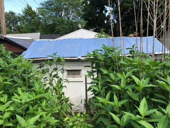 tall green plants in foreground with a white chicken coop and a corrugated metal roof behind the plants