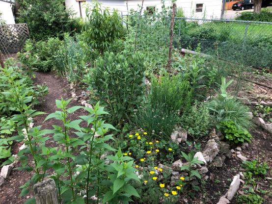 garden view