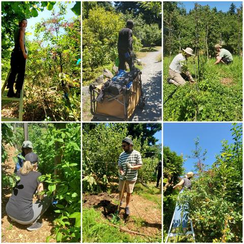 A collage showing volunteers working in a vibrant community orchard & gardens on a sunny day. One image shows a person on a ladder picking cherries from a tree laden with ripe fruit. Other volunteers are pulling weeds and tending to young trees, while another is digging with a shovel. Overall, the scenes convey a sense of collaboration and healthy food production.