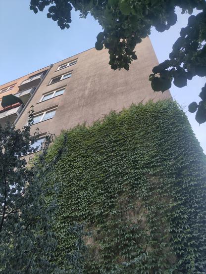 Concrete wall of an apartment building with creeping vines all over the side