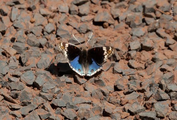 A butterfly with partially opened wings sitting on the rough, dirt-covered road metal of a highway. The butterfly's forewings are black with white streaked tips and small yellow eyespots, while the hindwing are a glorious blue, edged with white, also sporting two small yellow eyespots.

I saw another post with a butterfly quote this poem, and it seemed appropriate:

The Example

Here's an example from
A Butterfly;
That on a rough, hard rock
Happy can lie;
Friendless and all alone
On this unsweetened stone.

Now let my bed be hard
No care take I;
I'll make my joy like this
Small Butterfly;
Whose happy heart has power
To make a stone a flower.
-William Davies