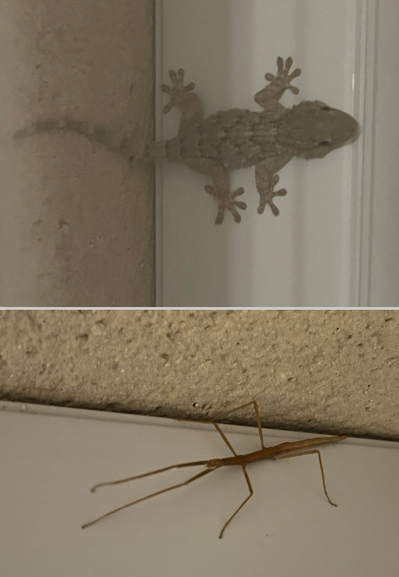 En haut une tarente de Mauritanie, sorte de gecko beige. En dessous, un phasme couleur bois. Les deux sont sur un volet blanc.