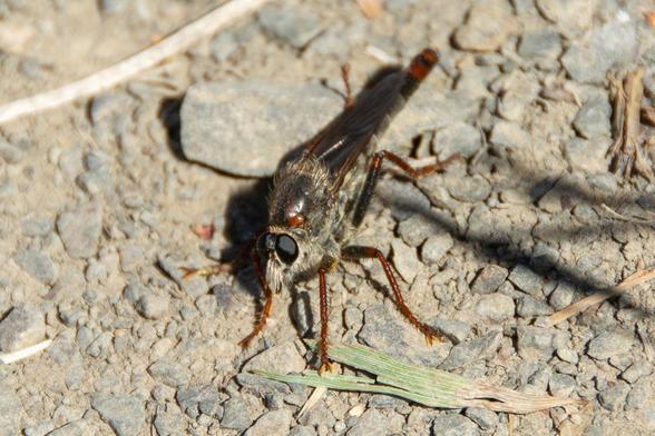 A closely cropped photo of a large robber fly, a flying insect. The fly has large black compound eyes, with long white hairs below that look like a man's beard. It has long hairs all over the rest of its thorax, and its long reddish legs are covered in coarse spiny hairs as well. Its black wings are folded over its long, thin abdomen that is mostly gray, but tipped in dark red.