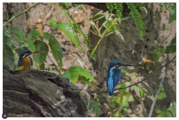 two small birds perched next to each other and looking towards the same direction (right) - 

the one on the right is sitting with its back towards the photographer, and you can see its mostly blue with few patches of white and orange. the one on left is partially covered (lower part) by the trunk - but it has an orange chest. 

the beaks are slightly different coloured as well.