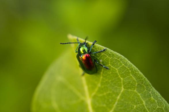 A tiny and beautiful dogbane leaf beetle on a green milkweed leaf macro photograph