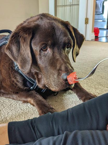 A chocolate lab is looking at a piece of watermelon on a fork.