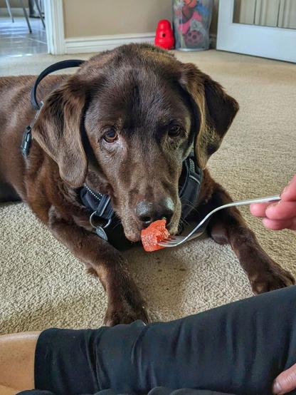 A chocolate lab is looking at a piece of watermelon on a fork.